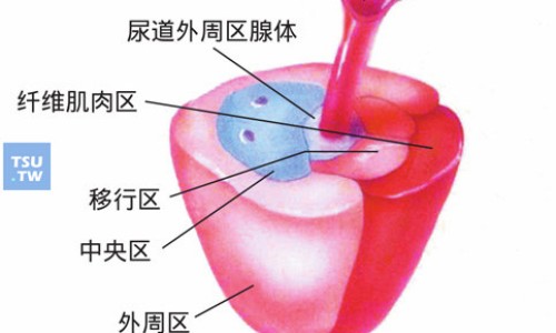 前爪解释-前仁功效与作用专区_前爪的拼音和前爪的功能专区_前爪的功效网